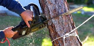 Best Lot and Land Clearing  in Raymond, IL