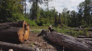 Best Tree Risk Assessment  in Raymond, IL