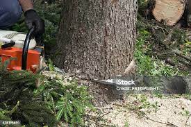 Leaf Removal in Raymond, IL