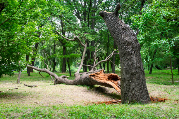 Trusted Raymond, IL Tree Care Experts