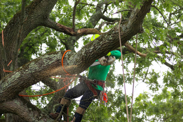 Best Fruit Tree Pruning  in Raymond, IL