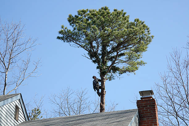 How Our Tree Care Process Works  in  Raymond, IL