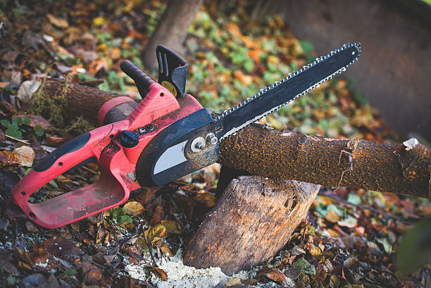 Lawn Renovation and Restoration in Raymond, IL
